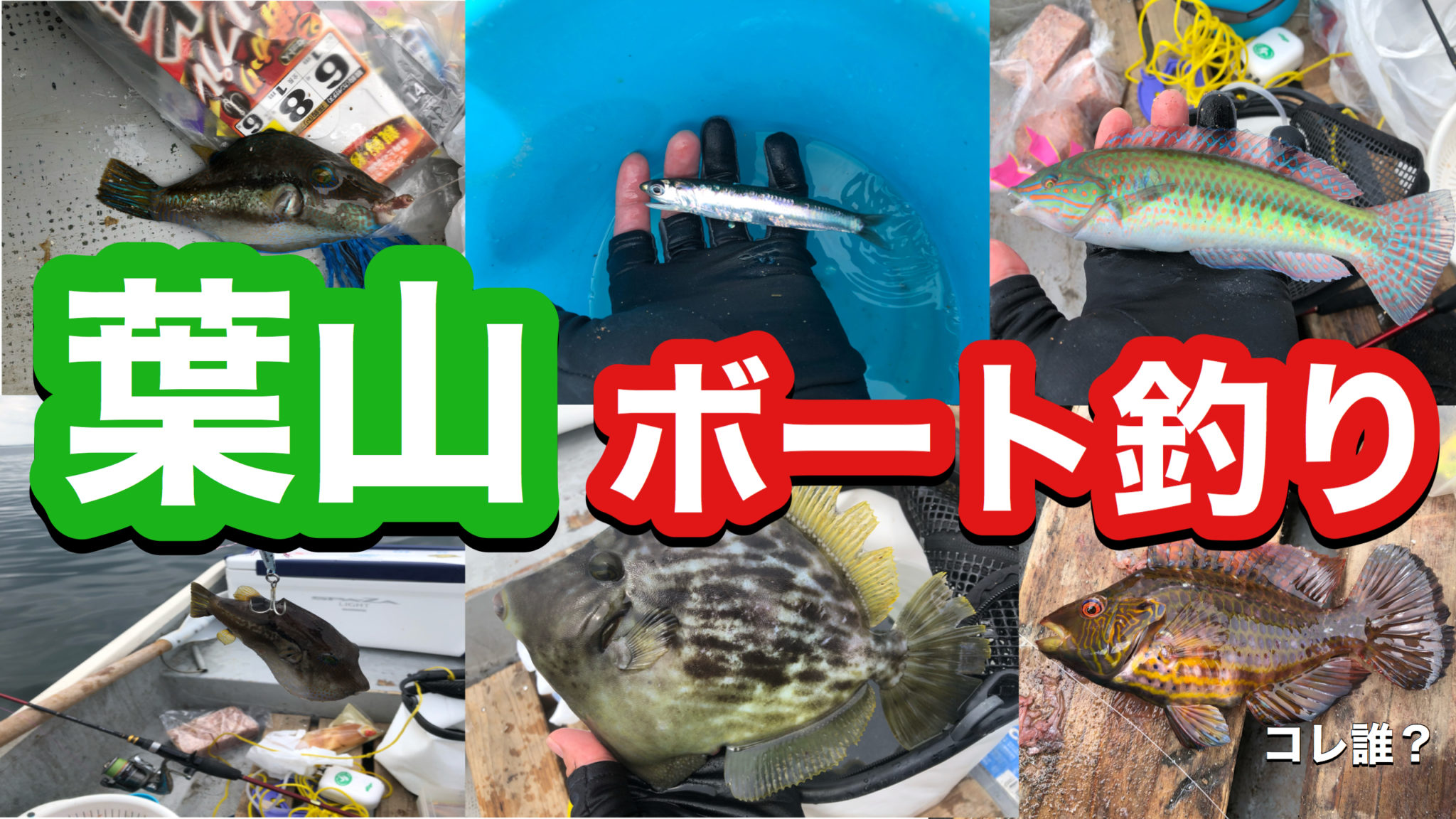 葉山オオモリボートでエギング、ジギング、ビシ釣り、キス釣り、カワハギ釣り、泳がせ釣り！ にくの釣りブログ