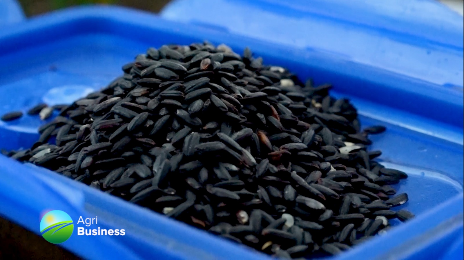 AGRIBUSINESS Black Rice, the next revolution in Uganda's food