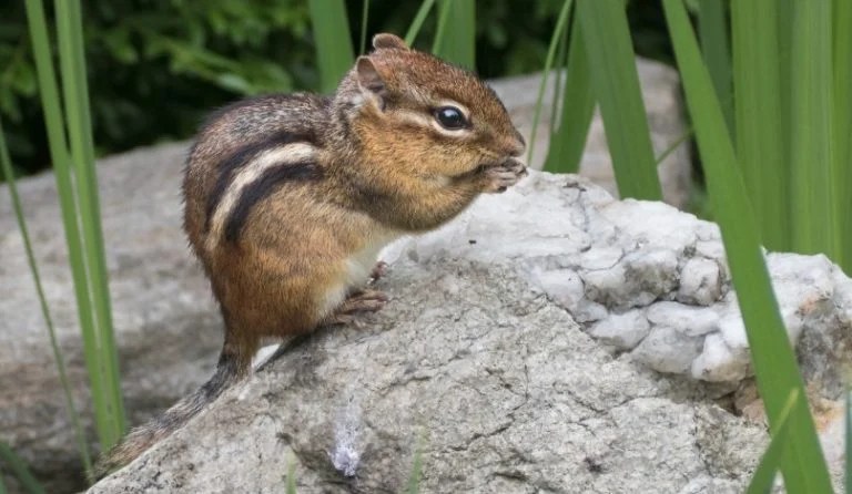 How to Get Rid of Those Pesky Chipmunks on Your Property