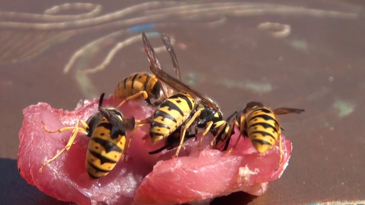 How to Get Rid of Meat Bees in Your Home