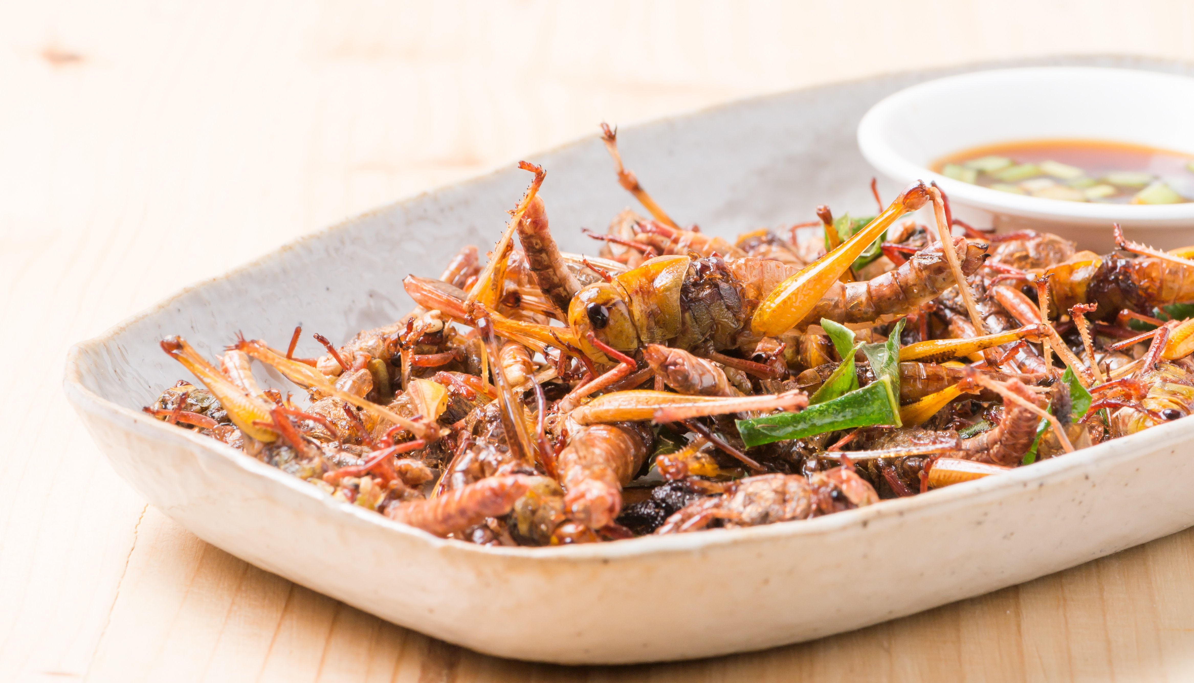 Insects as a food source. Christmas dinner of insects