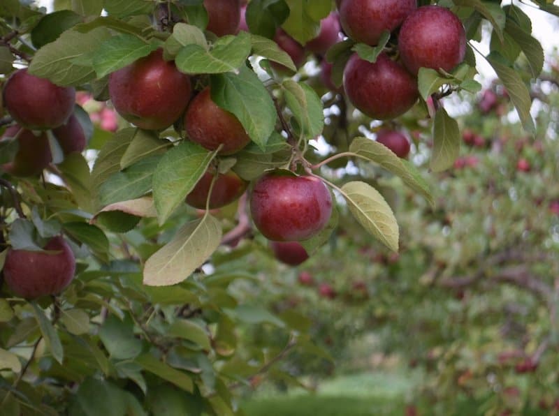 The 12 Best Places to Go Apple Picking Near Toronto