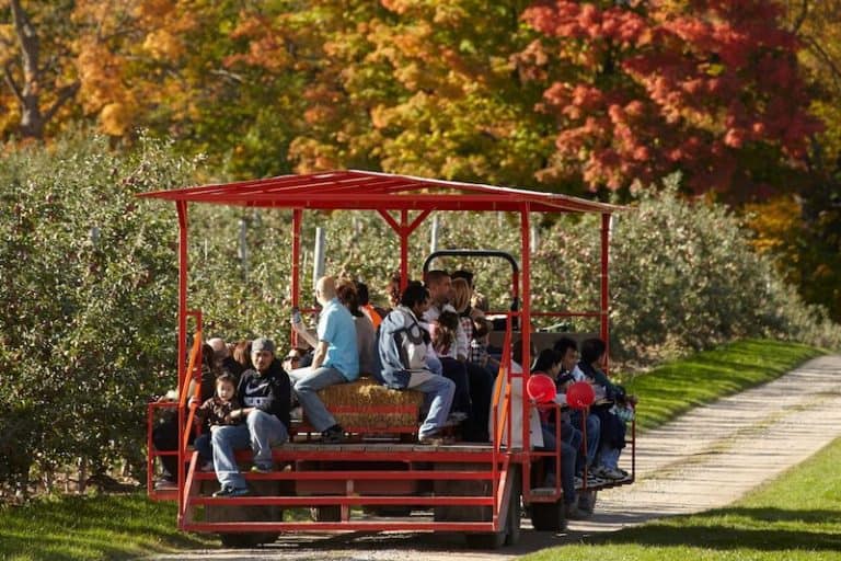 The 12 Best Places to Go Apple Picking Near Toronto