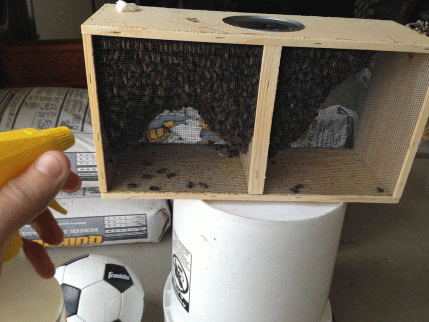 sprayingnewbeeswithsugarwater nine apple trees