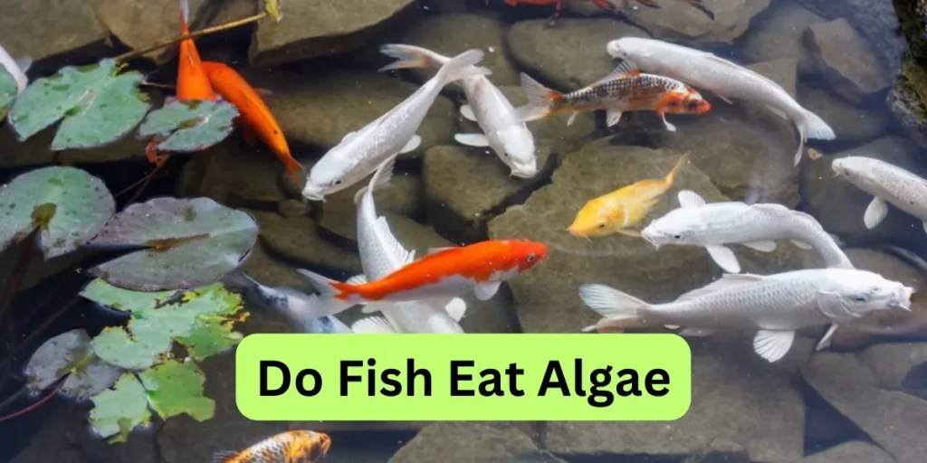 Do Fish Eat Algae? Exploring the Algae Habits of Fish