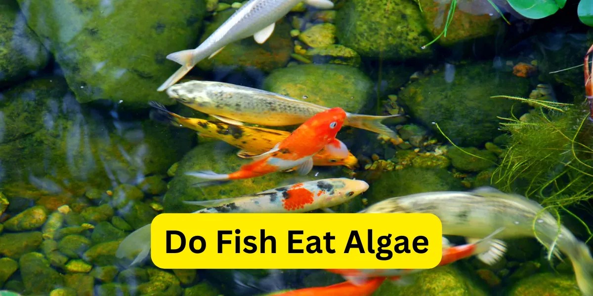 Do Fish Eat Algae? Exploring the Algae Habits of Fish