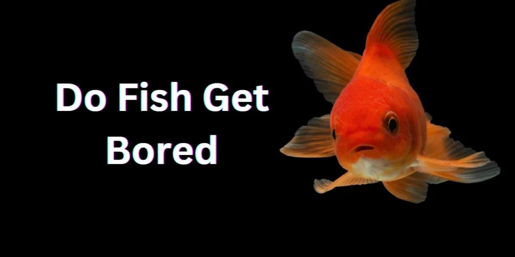 Do Fish Get Bored? Exploring Fish Enrichment and Behavior