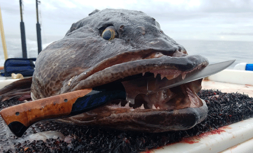 Alaskan Lingcod Seward Alaska Fishing Ninilchik Charters