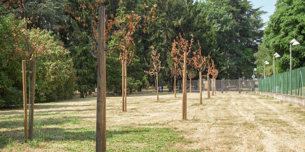 How Climate Change is Impacting the Tree Service Industry and What it