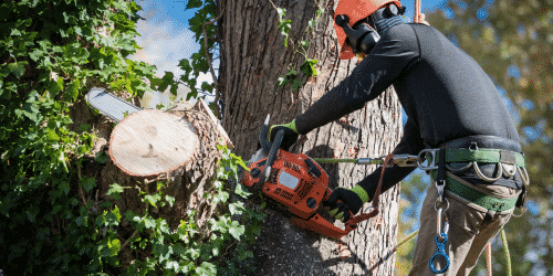 Tree Service Risks That Can Hurt Your Business TreePro Insurance