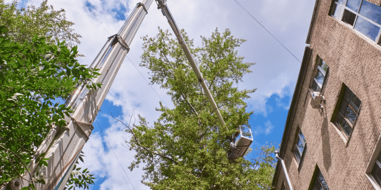 Tree Service Risks That Can Hurt Your Business TreePro Insurance