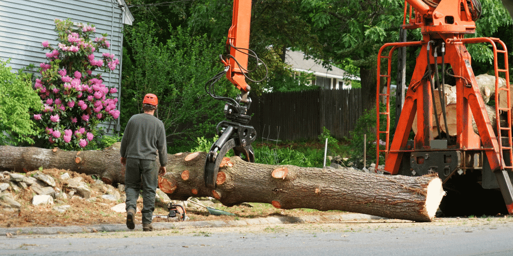 Tree Service Risks That Can Hurt Your Business TreePro Insurance