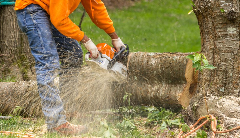 Safeguard Your Tree Care Business Tree Trimming Safety Guidelines