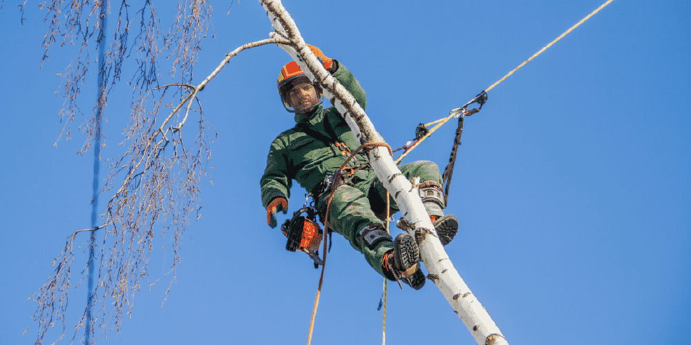 Utility Arborist Fall Safety Working at Heights NIP Group