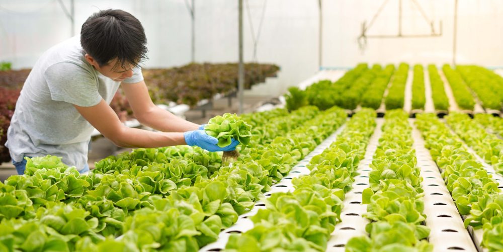 Managing Hydroponic Risks Safety Measures & Tips