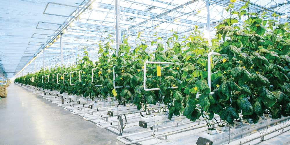 Hydroponic Crop Safety and Compliance Essential Guidelines for