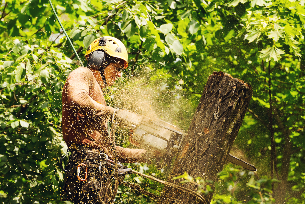 Navigating Common Hazards and Natural Disasters in the Tree Care Industry