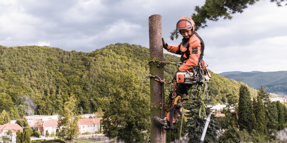 The Importance of Safety and Protection For Tree Trimmers and Arborists