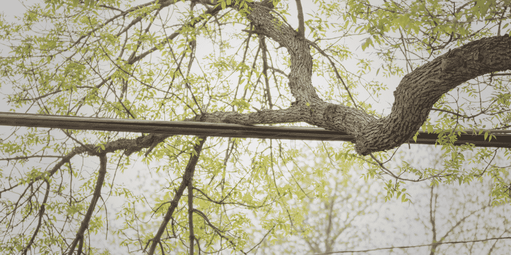 Electrical Safety Guidelines for Tree Trimming Professionals TreePro