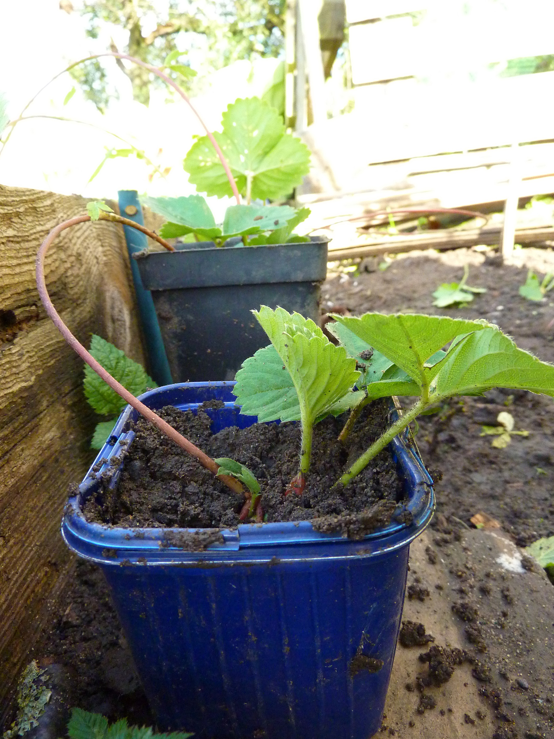potting up strawberry runners Nip it in the bud