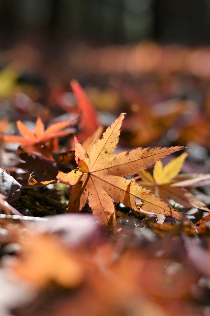 Couleurs d'automne à Sogi no taki par Nippon100