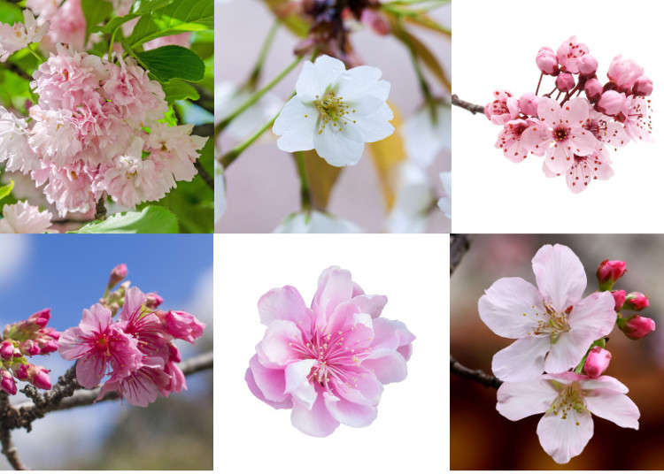 Yuk, Mari Kenali 10 Jenis Bunga Sakura di Jepang!