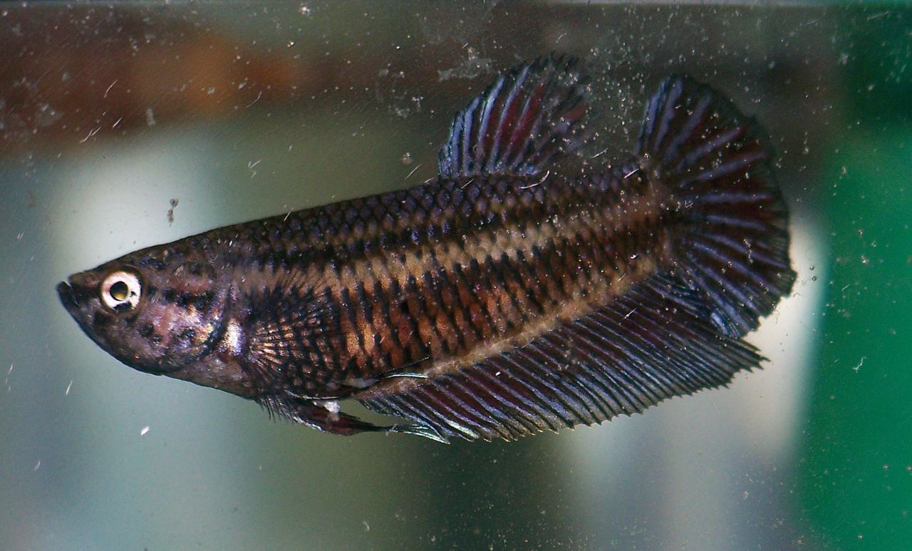 Breeding or Fear Stripes? Fish Care
