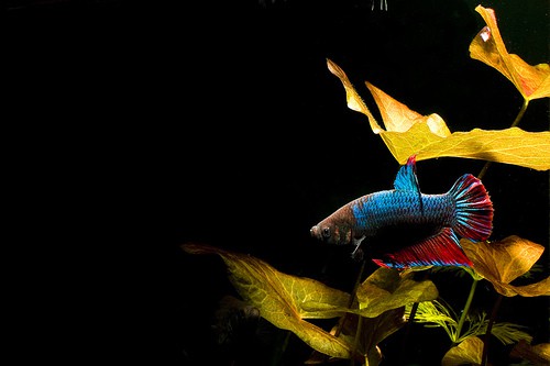 Betta Showing Stress After Aquarium Upgrade Fish Care