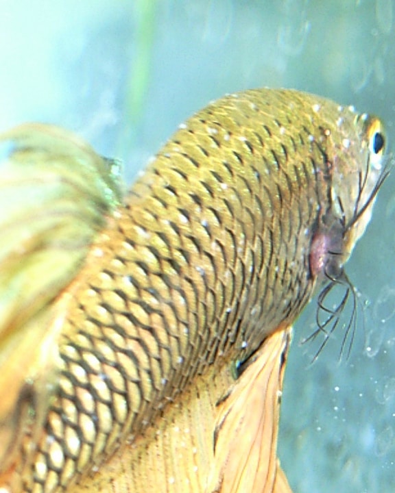 Unstable PH Looks Like Common Bettas Disease Fish Care