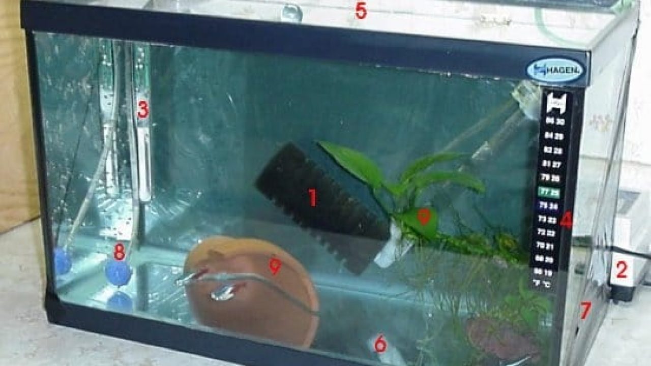 10 Gallon Quarantine Tank Setup Telnyet Aquarium Fish