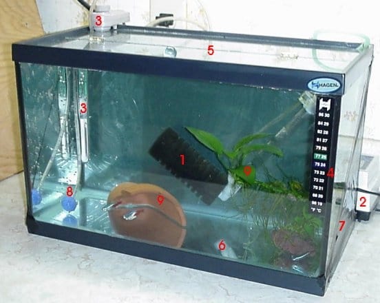 Setting Up a Hospital and Quarantine Tank Fish Care