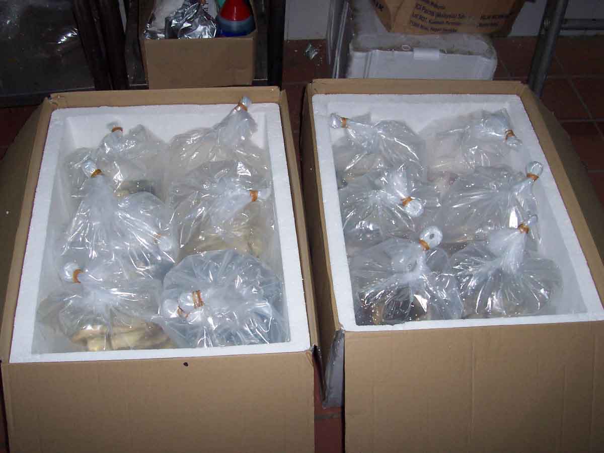 Shipping a Betta the HB way Fish Care