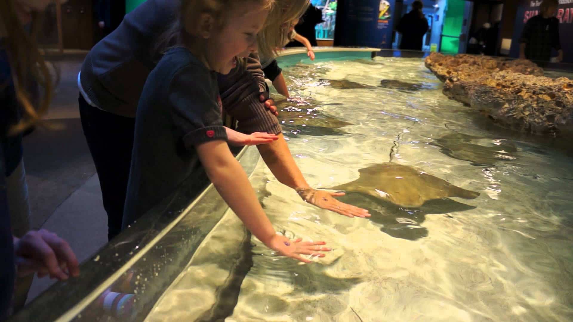 Touch Tanks Fish Care