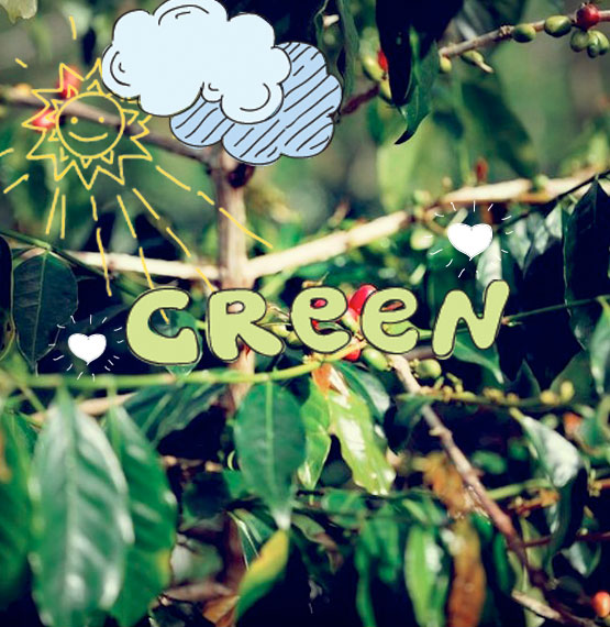 Nirvana Beans coffee beans roasted on demand Nirvana Beans