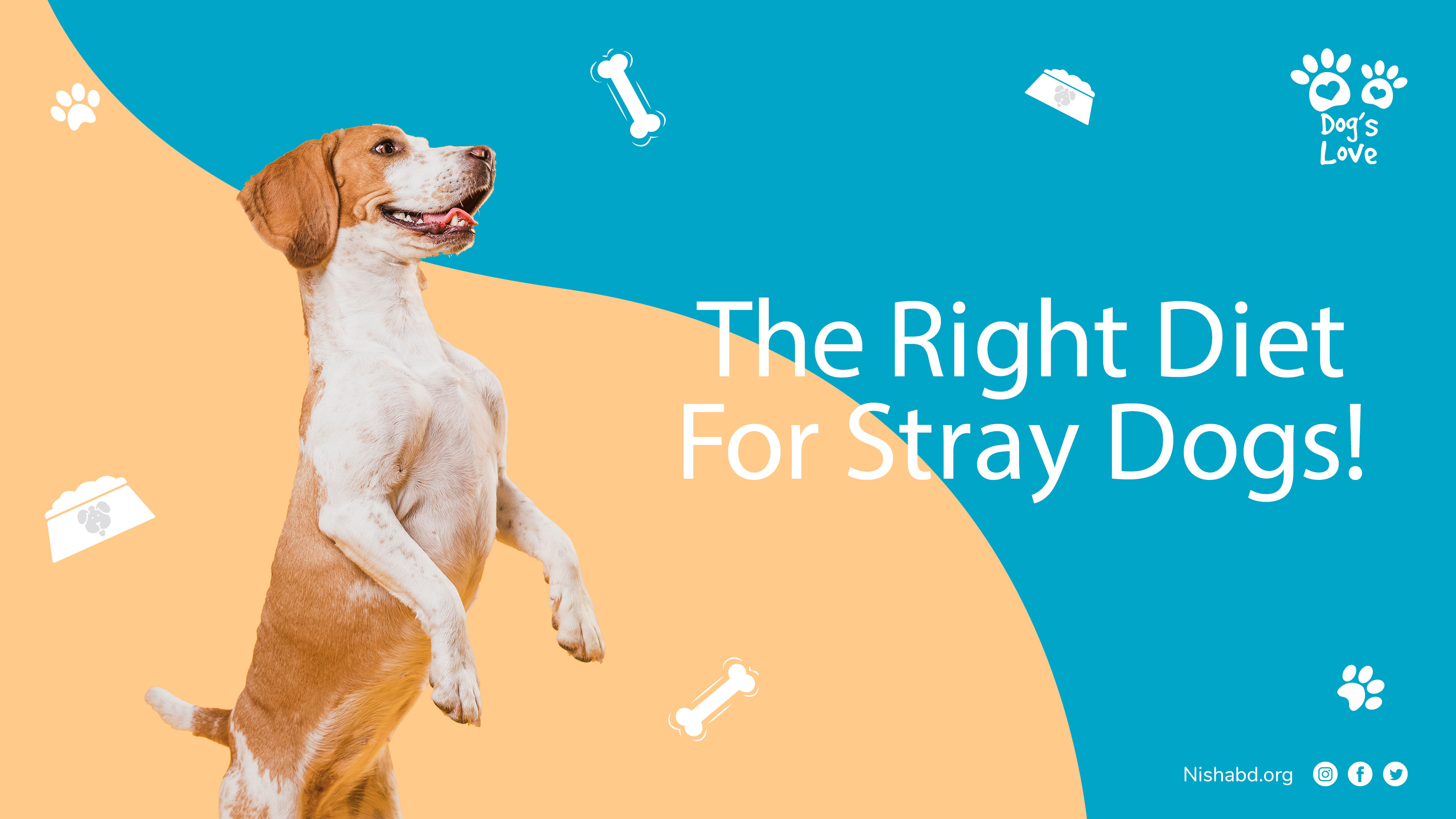 The Right Diet For Stray Dogs