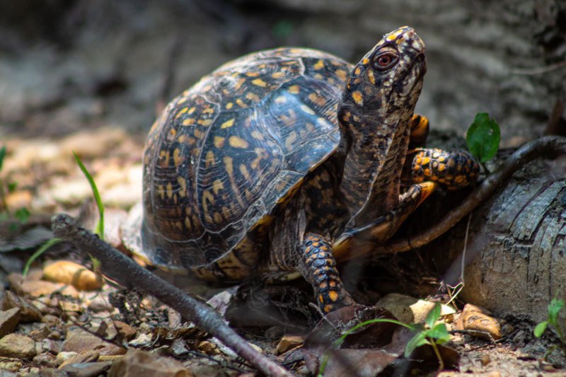 Raccoons Eating Turtles Nite Guard