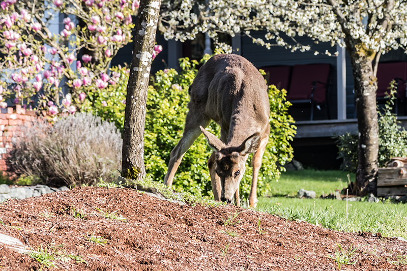 3 Tips on How to Protect Plants from Deer This Spring Nite Guard
