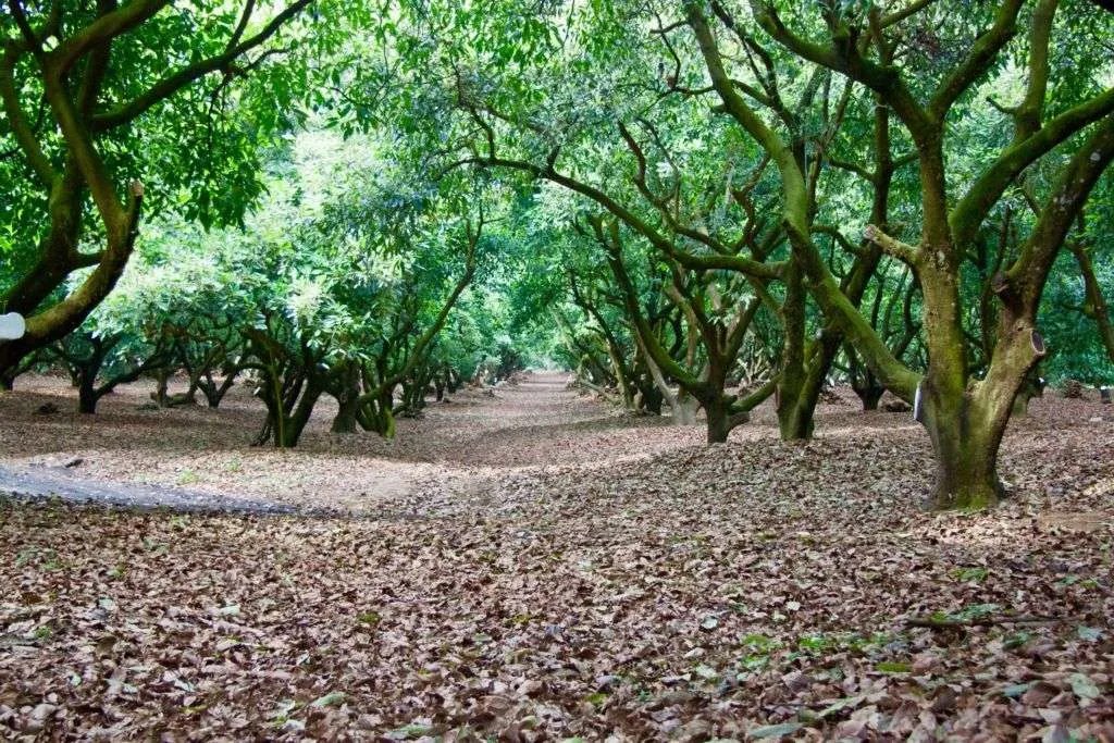 Lunch in an Avocado Orchard Niteo Tours