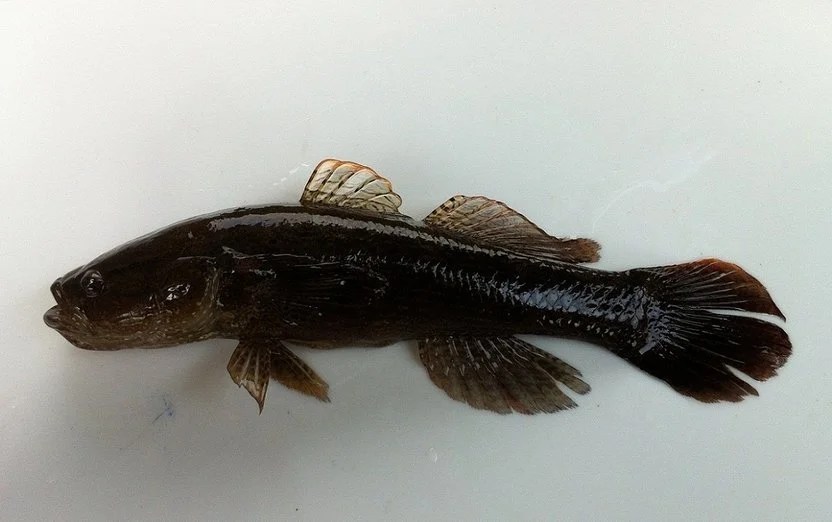 カワアナゴの飼育方法・育て方！生き餌（エサ）を確保できればカンタン！【淡水】｜日淡といっしょ