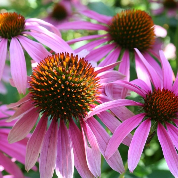 Top 10 Antiviral Herbs for the Cold & Flu Season and Natural Remedies