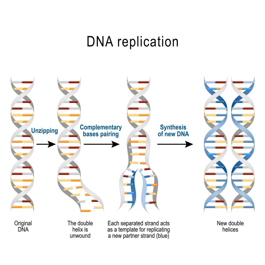 Section 5 DNA Structure and Replication Nitty Gritty Science