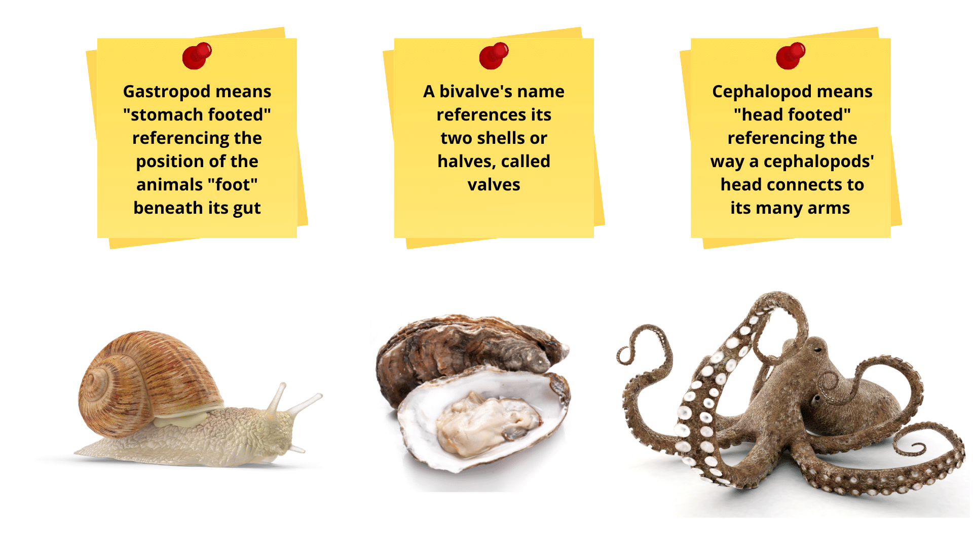 Section 4 Mollusks, Arthropods, & Echinoderms Nitty Gritty Science