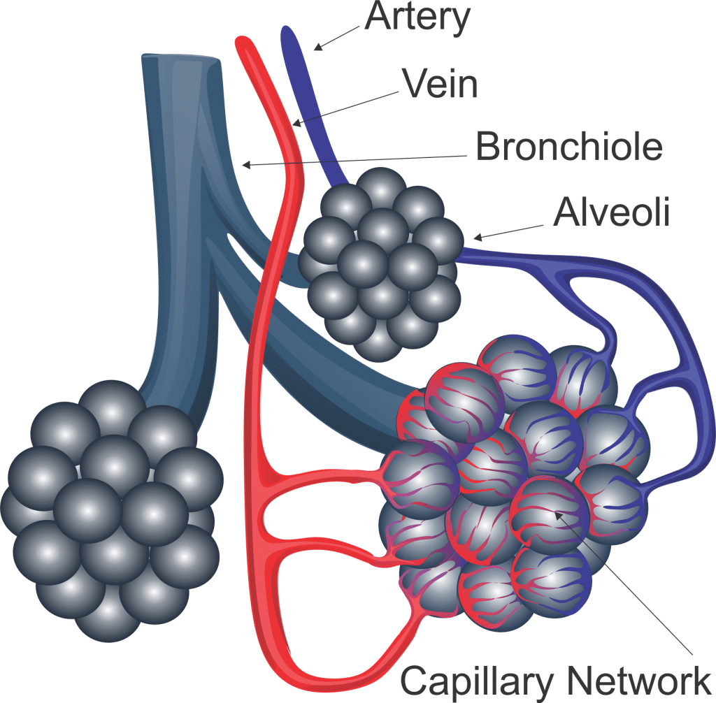 Section 1 The Respiratory System Nitty Gritty Science