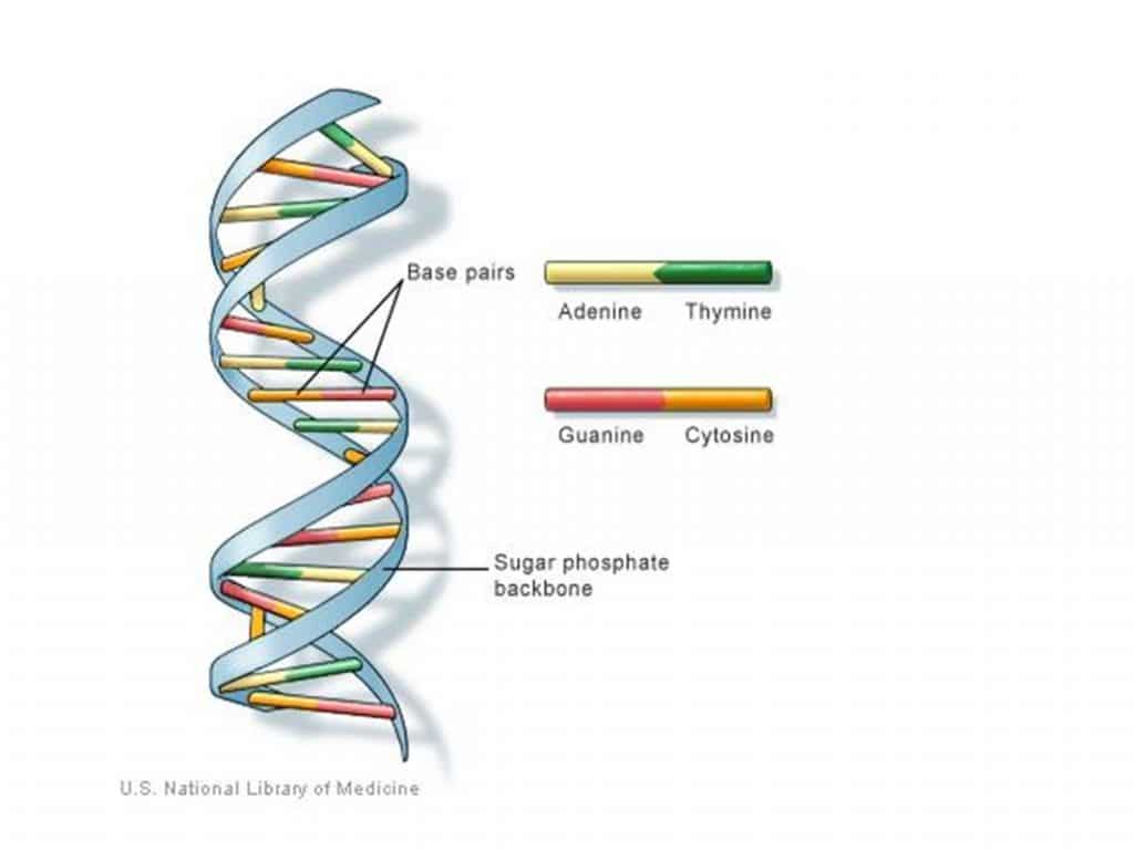 Section 5 DNA Structure and Replication Nitty Gritty Science