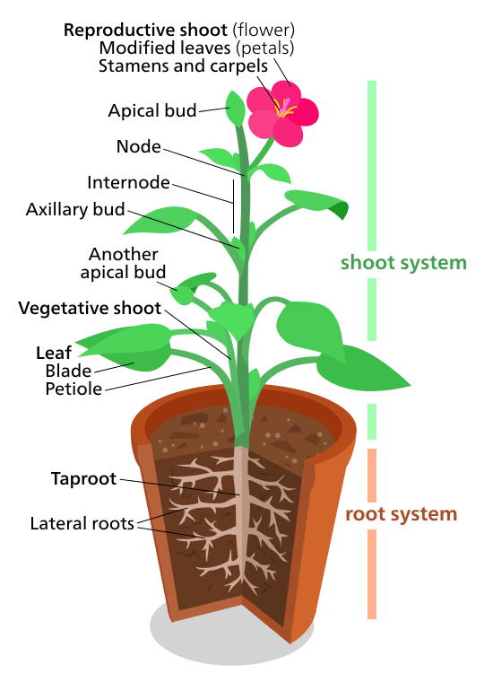 Root Stem Leaf Diagram