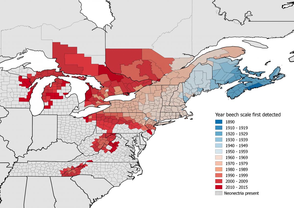 Beech Bark Disease National Invasive Species.