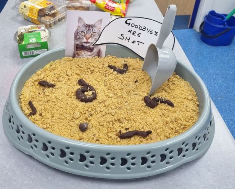 Vet nurse's 'cat litter' cake causes a stink Northern Ireland