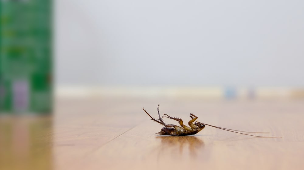 Cockroach Control Chula Vista San Diego County