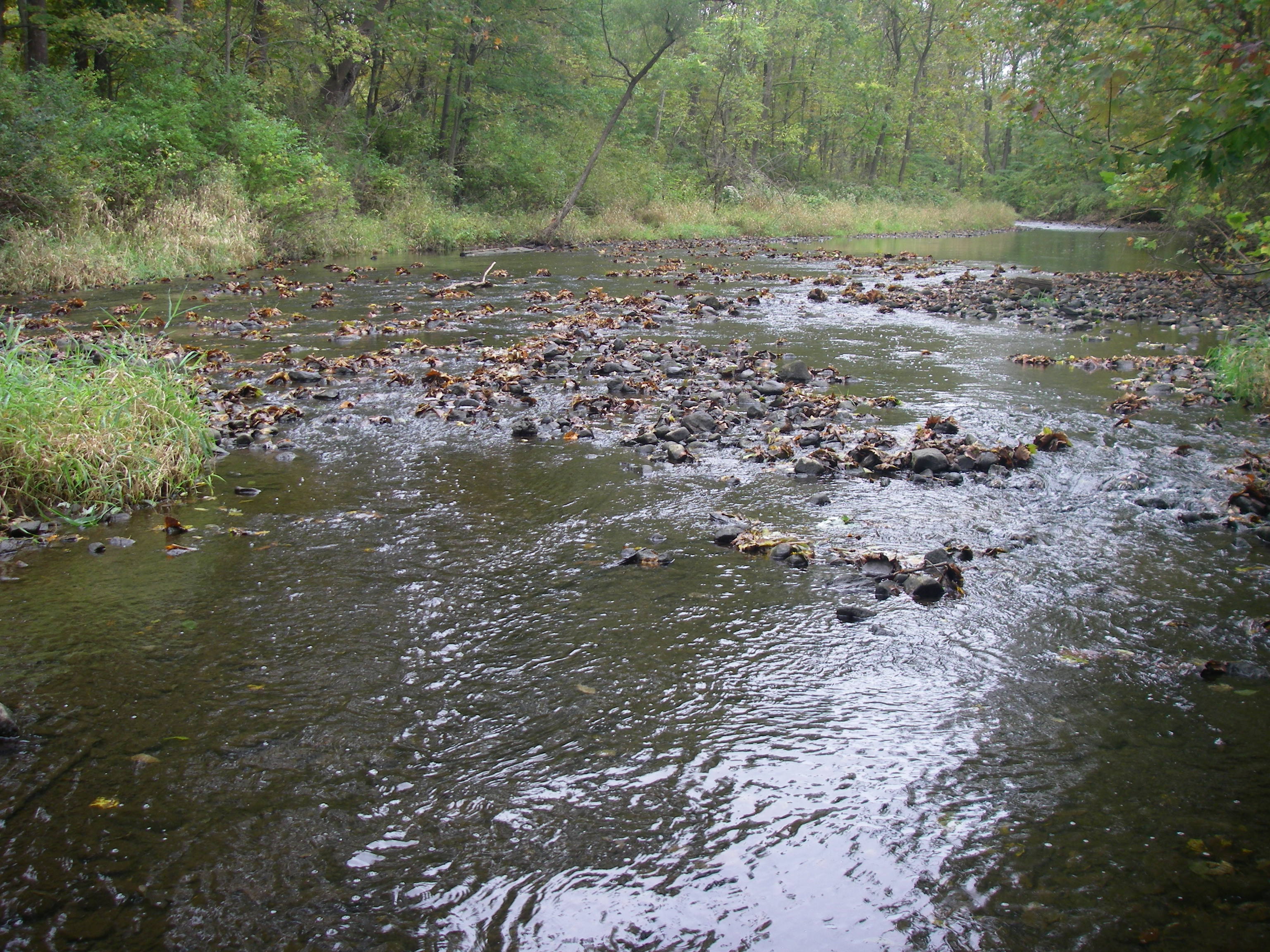 NJDEPDivision of Water Monitoring and Standards