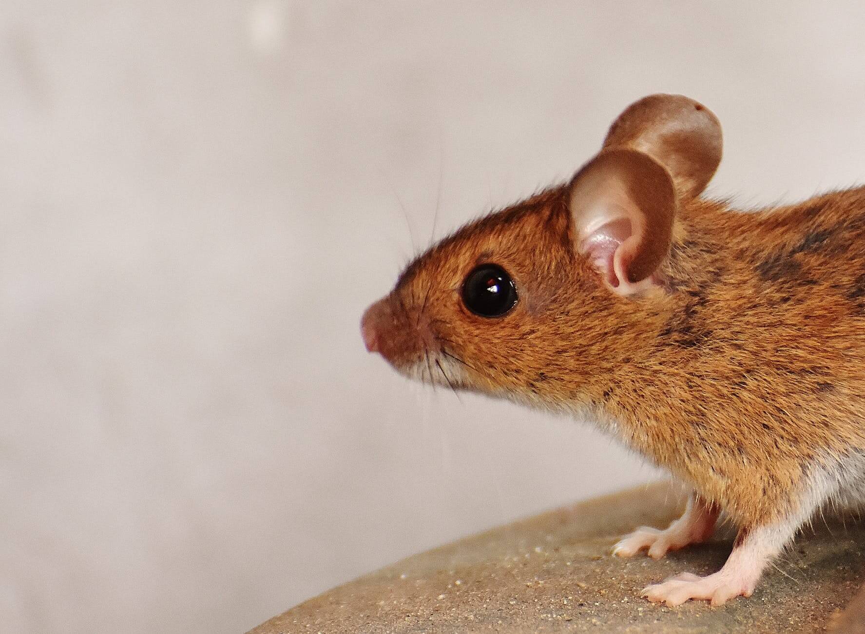 What To Do If A Rodent Dies In Your Ductwork